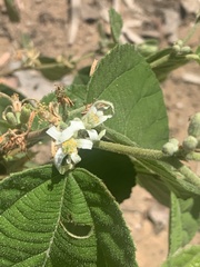 Grewia latifolia