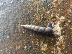 Oospira penangensis