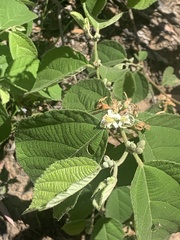 Grewia latifolia
