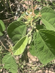 Grewia latifolia