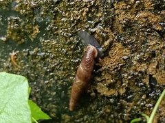 Oospira penangensis