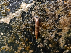 Oospira penangensis
