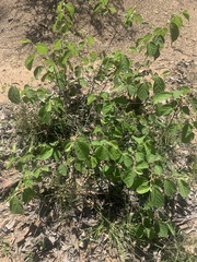 Grewia latifolia