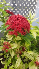 Ixora