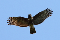 Aviceda madagascariensis
