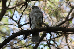 Accipiter francesiae