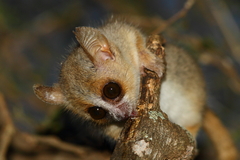 Microcebus