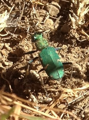 Boreal Long-lipped Tiger Beetle photo 3