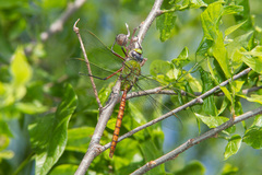 Anax longipes