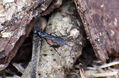 Atanycolus cappaerti