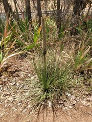 Xanthorrhoea brunonis