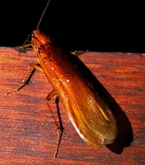 Pseudoderopeltis