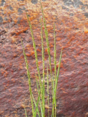 Agrostis exarata