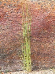 Agrostis exarata