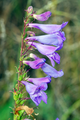 Penstemon leiophyllus