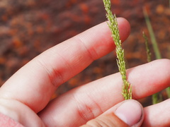 Agrostis exarata