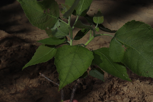 Image of Populus Guzmanantlensis (Populus guzmanantlensis) by (c) alejandrozab, some rights reserved (CC BY)