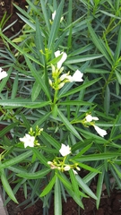 Nerium oleander
