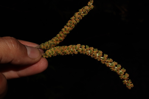 Image of Populus Guzmanantlensis (Populus guzmanantlensis) by (c) alejandrozab, some rights reserved (CC BY)