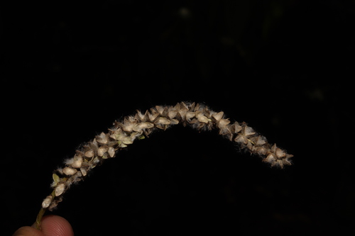 Image of Populus Guzmanantlensis (Populus guzmanantlensis) by (c) alejandrozab, some rights reserved (CC BY)