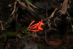Bouvardia tenuifolia