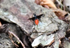 Atanycolus cappaerti