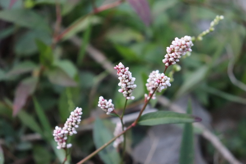 Image of Persicaria acuminata by (c) alejandrozab, some rights reserved (CC BY)