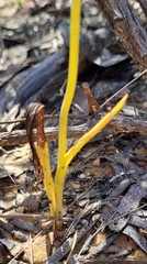 Calochilus paludosus
