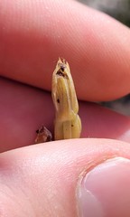 Calochilus paludosus