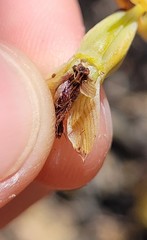 Calochilus paludosus