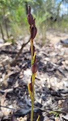 Calochilus paludosus