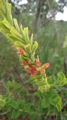 Stachytarpheta longispicata