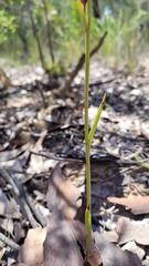 Calochilus paludosus