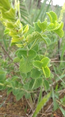 Stachytarpheta longispicata
