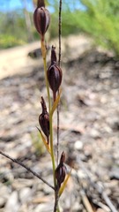 Calochilus paludosus