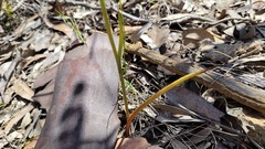 Calochilus paludosus