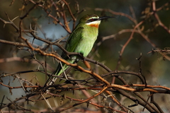 Merops superciliosus