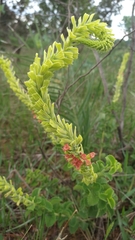 Stachytarpheta longispicata