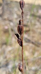 Calochilus paludosus