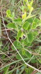 Stachytarpheta longispicata