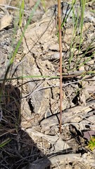 Calochilus paludosus