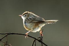 Cisticola cherina