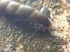Oospira penangensis