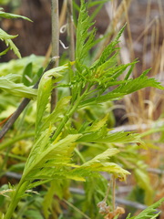 Datisca glomerata