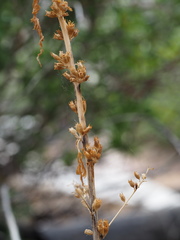 Datisca glomerata