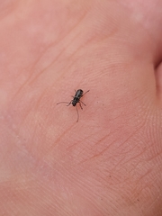 Euciodes suturalis