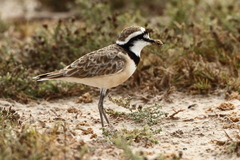 Charadrius thoracicus