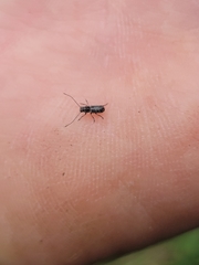Euciodes suturalis