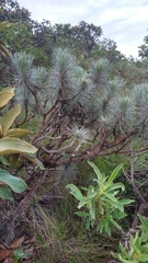 Lychnophora ericoides