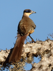 Coua ruficeps